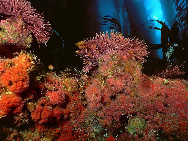 głębia oceanu - Kelp Forest, San Miguel Island, Channel Islands.jpg