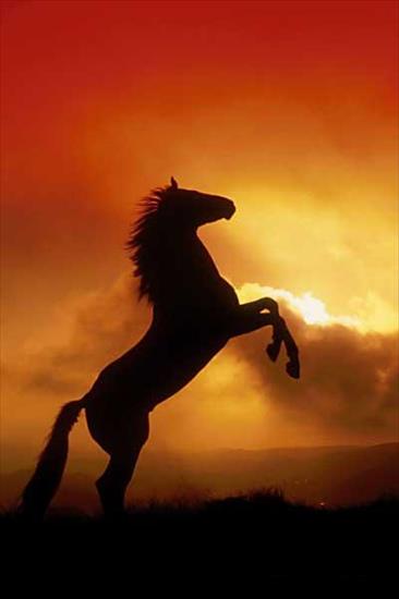Konie - slonceas0.jpg