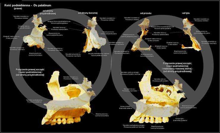 Anatomia - Kość podniebienna.jpg
