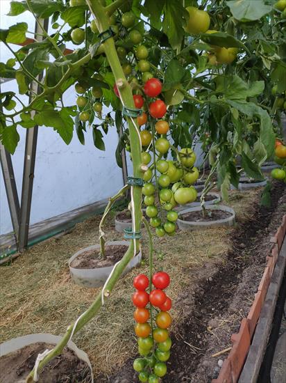pomidory - IMG 20230213 WA0015.jpg