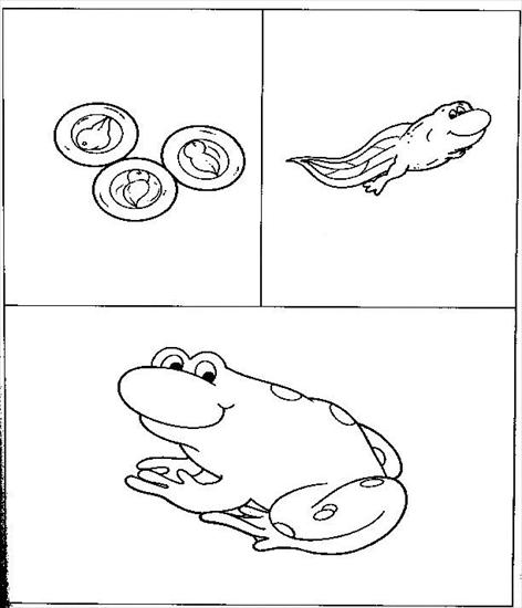 przyroda - schemat rozwoju żaby.jpg