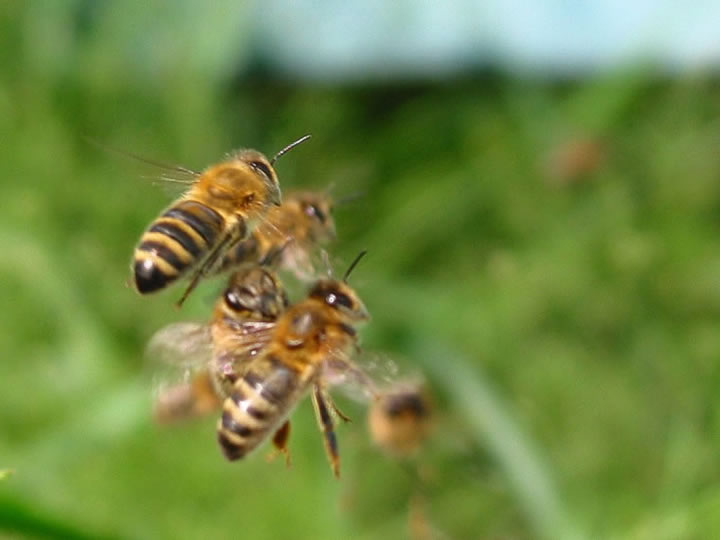 Pszczoły - ale_ciasno.jpg