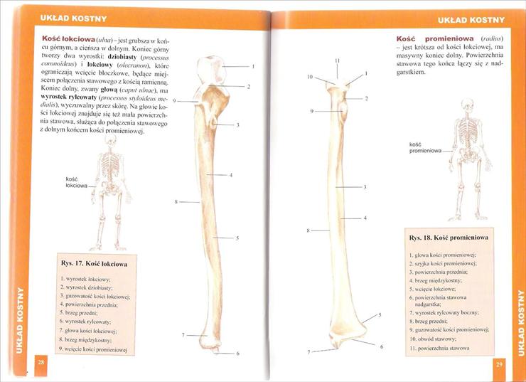 Anatomia - Strona 28,29 ___skan by buby77.jpg